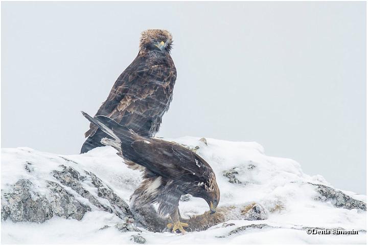 Aigle royal juvénile  sur un cadavre de renard -  Hiver Vercors